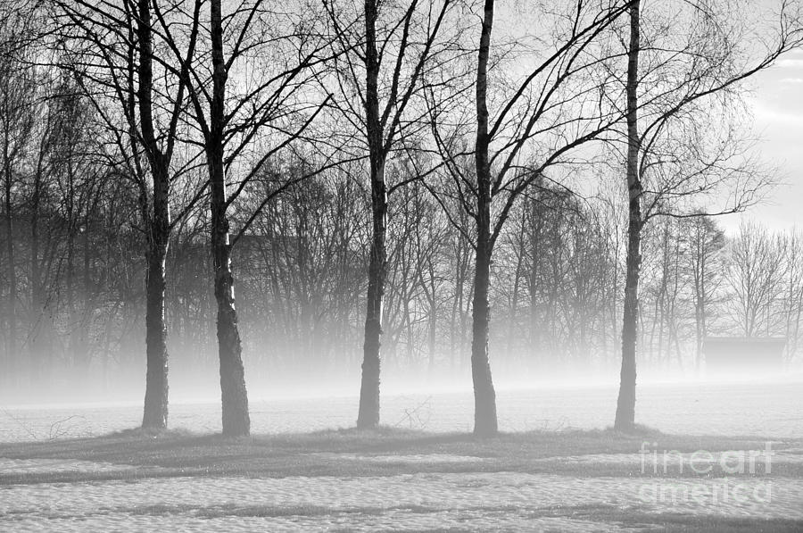 Trees in Steam Fog Photograph by Randi Grace Nilsberg