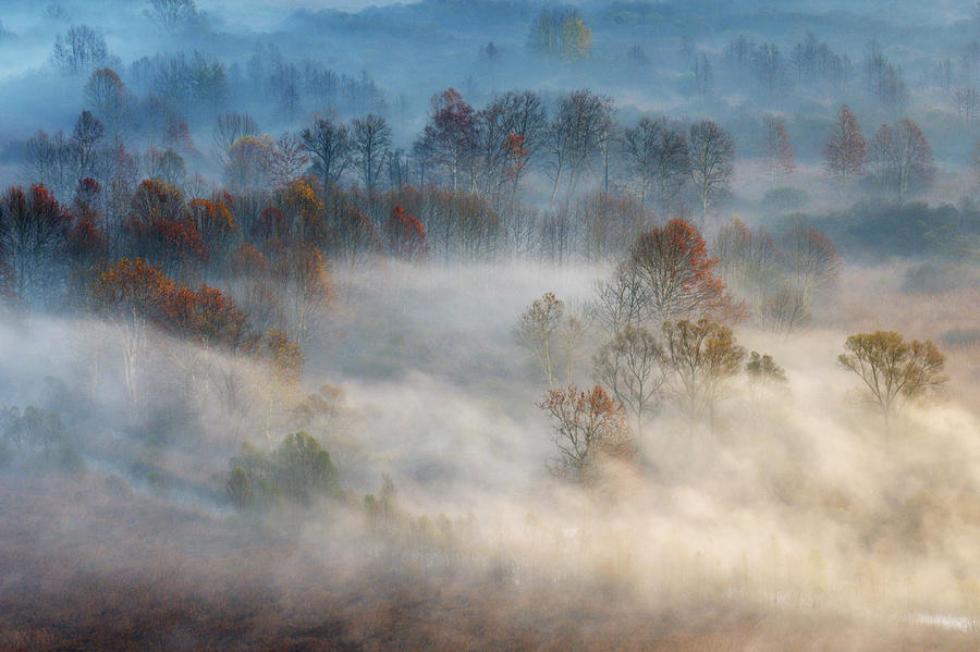 Tree Photograph - Trees In The Early Morning Fog by Valentino Alessandro