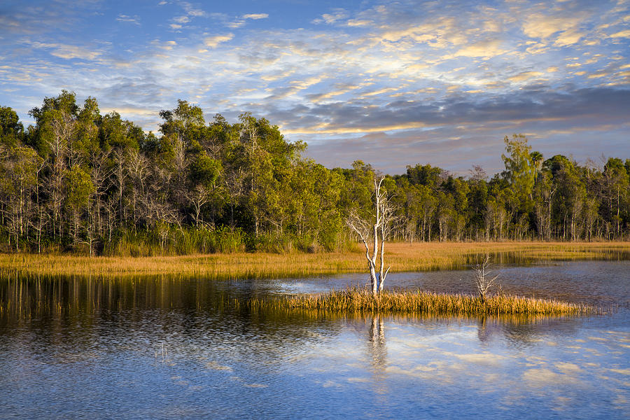 Spring Photograph - Trees in the Everglades by Debra and Dave Vanderlaan