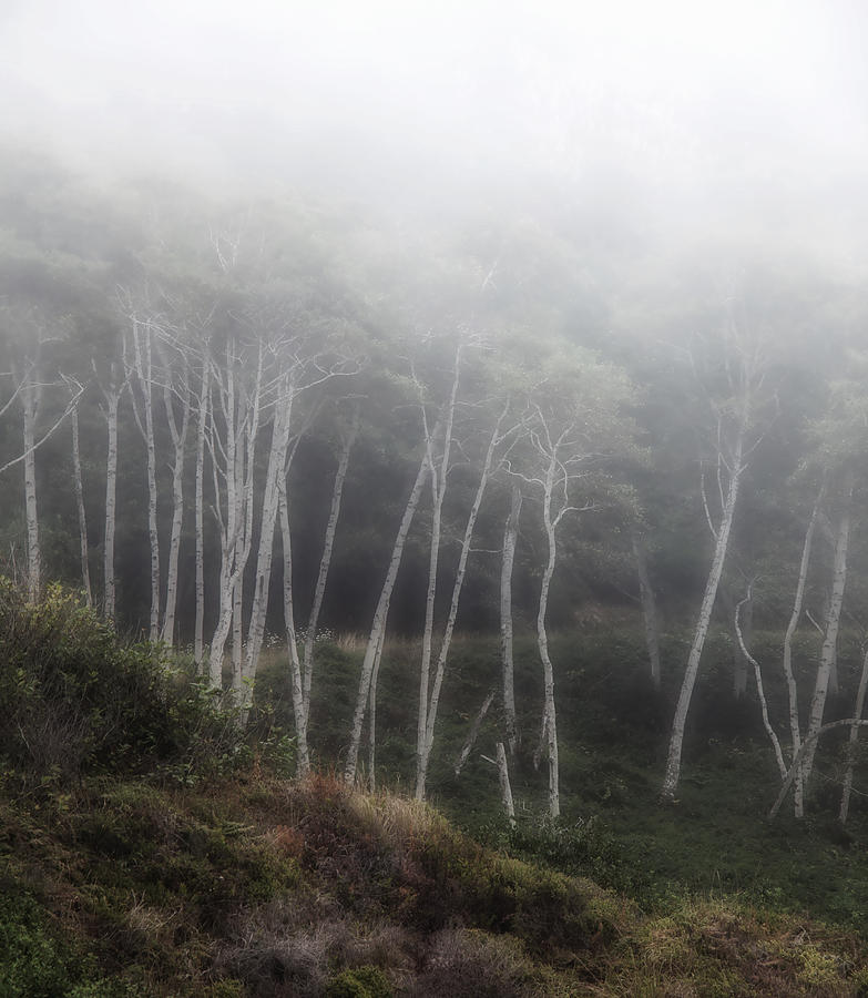 Trees In The Fog Photograph by Mark Alder