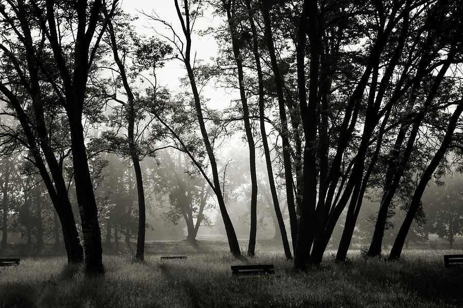Trees In The Fog Photograph by Wladimir Bulgar/science Photo Library