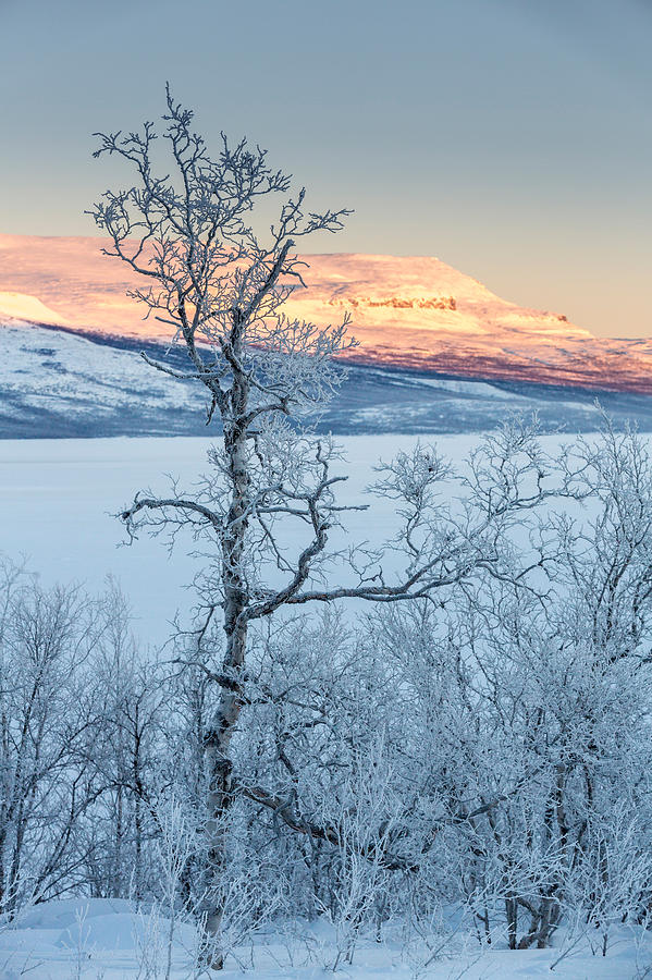 Trees In The Frozen Landscape, Cold Photograph by Panoramic Images