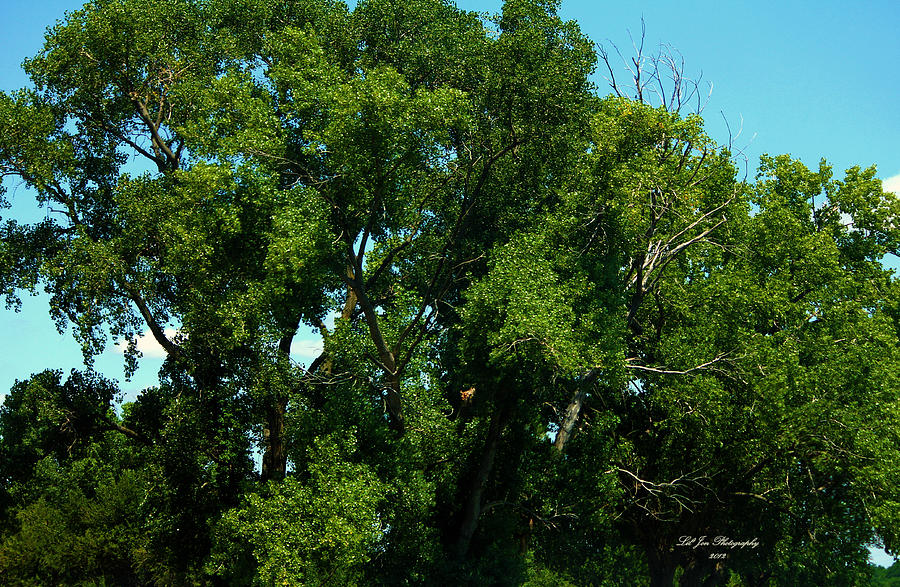 Trees In The Midwest by Jeanette C Landstrom