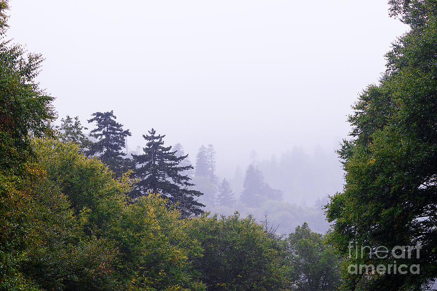 Trees In The Mist Photograph