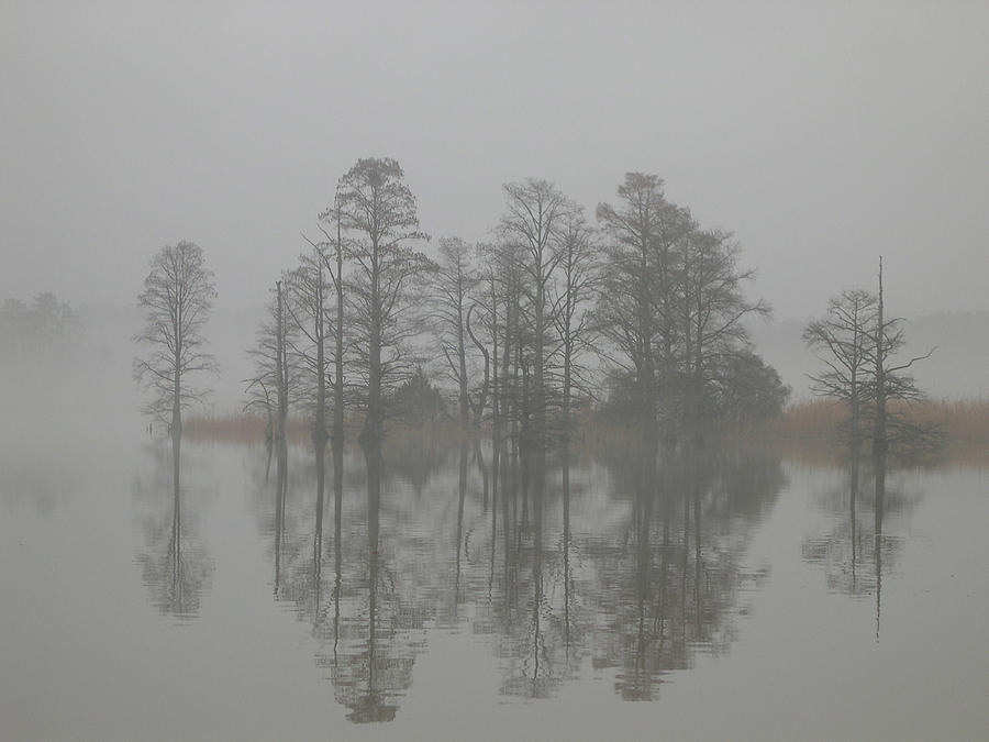 Trees in the mist  Digital Art by Claude McCoy