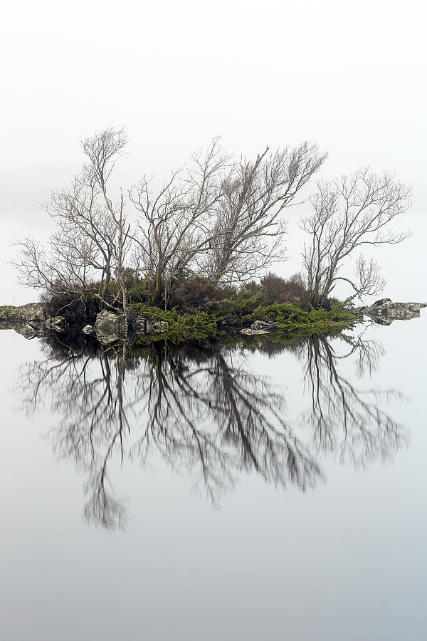 Trees in the mist Photograph by Grant Glendinning