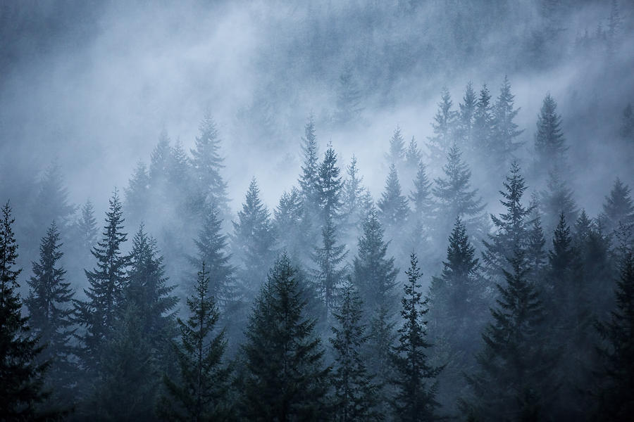 Trees In The Mist Photograph by Jim O'Neill