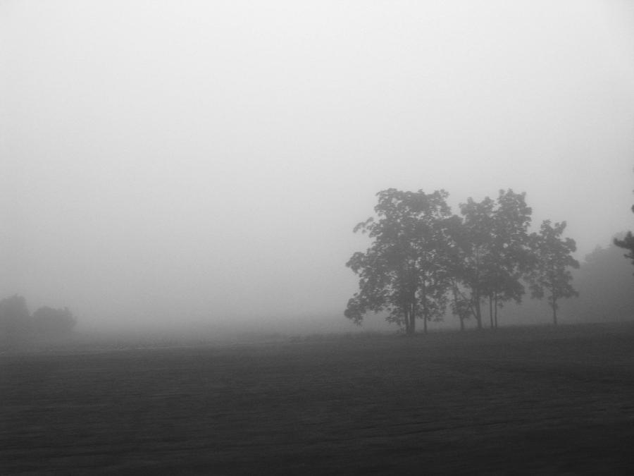 Trees in the Mist Photograph by Rhonda Barrett