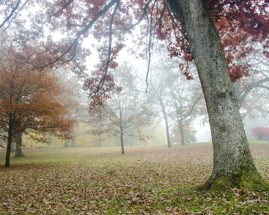 Trees in the Mist Photograph by Shane McCallister | Fine Art America