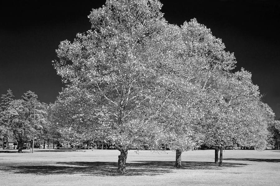 Trees in the Park a Black and White Infrared Photograph Photograph by Randall Nyhof