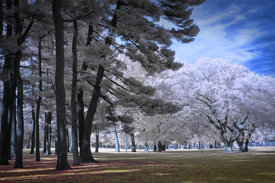 Trees in the Park Photograph by Randall Nyhof