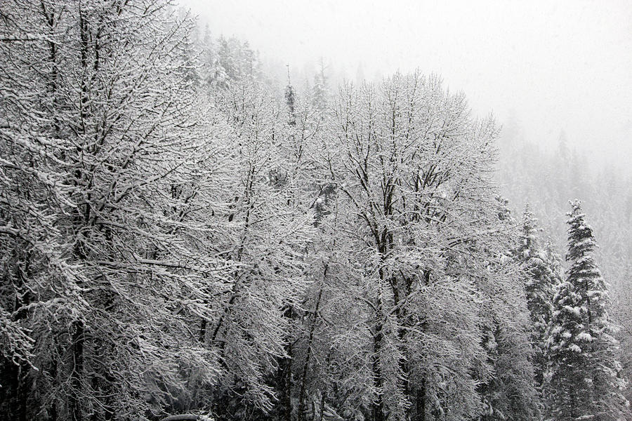 Trees in the Snow 1 Photograph by Edward Hawkins II