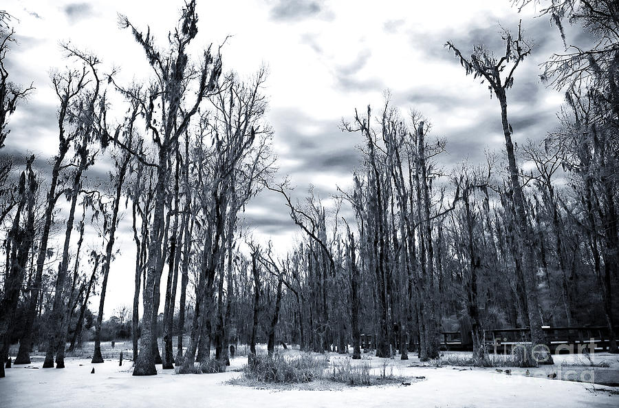 Trees in the Swamp Photograph by John Rizzuto
