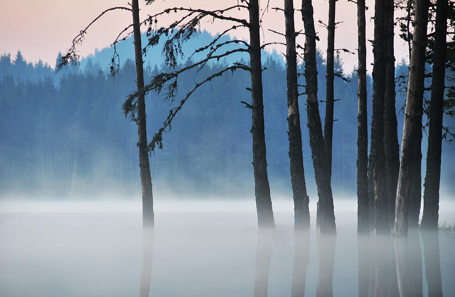 Trees In Water At Misty Morning Lake Photograph by Maya Karkalicheva