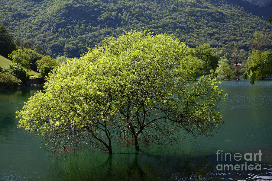 Trees In Water Photograph by Sara  Pallaver