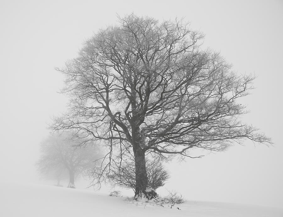 Trees in white out. Photograph by Pete Hemington
