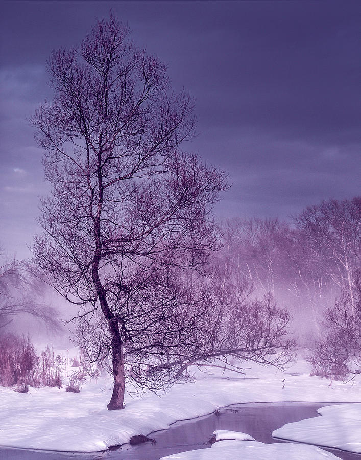 Trees in Winter Photograph by Dominic Piperata