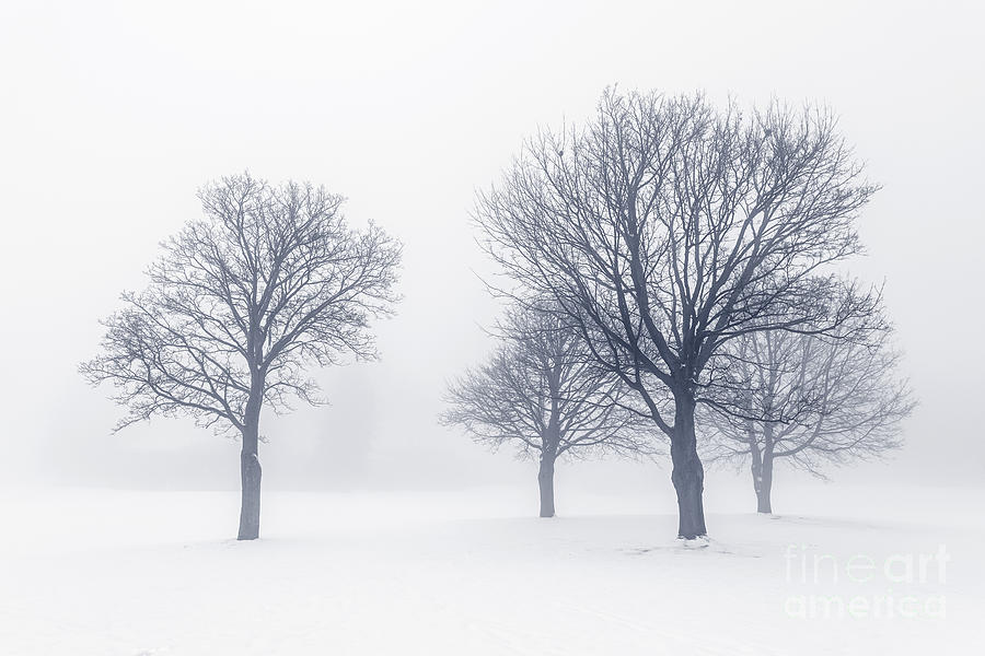Tree Photograph - Trees in winter fog 2 by Elena Elisseeva