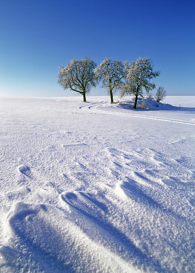 Trees In Winter Landscape Photograph by Hans-peter Merten