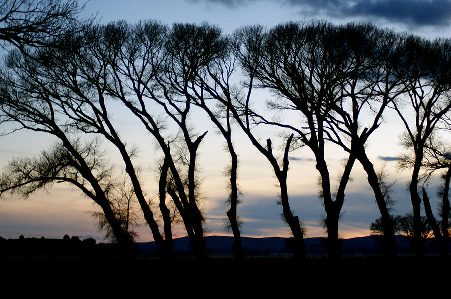Landscape Photograph - Trees by Kasie Morgan