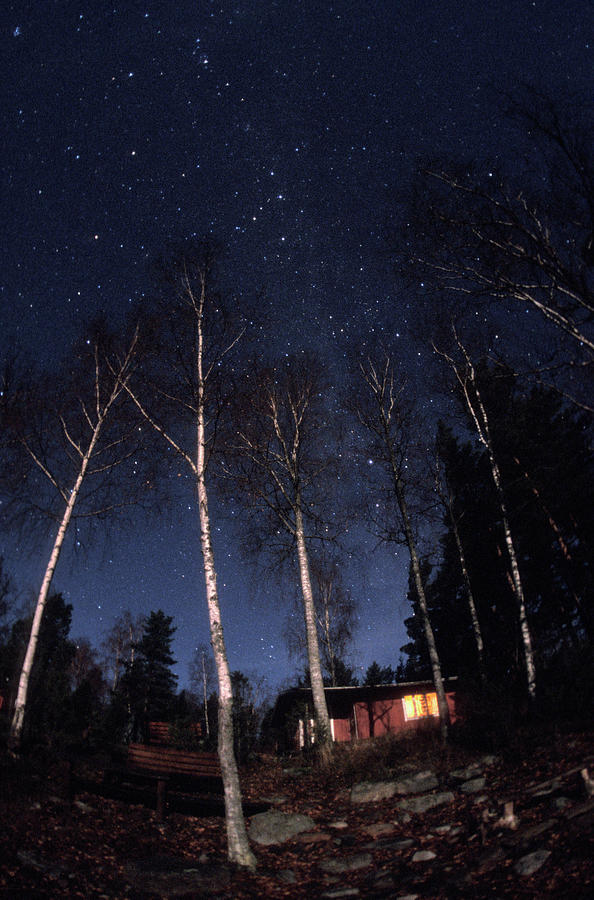 Trees Lit By Moonlight Photograph by Pekka Parviainen/science Photo Library