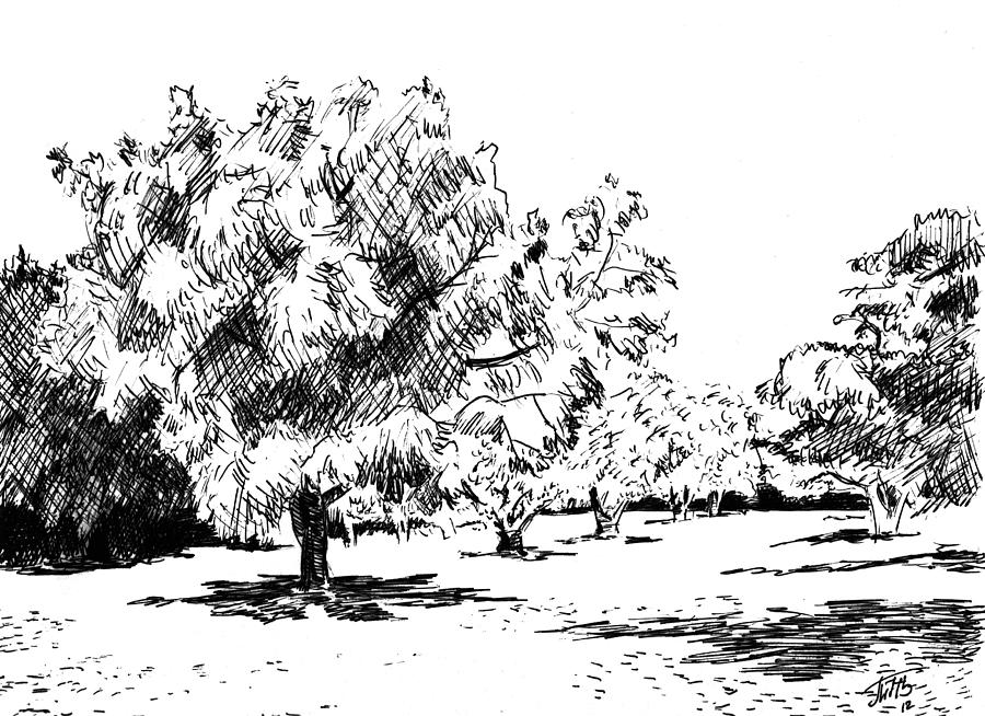 Trees Drawing