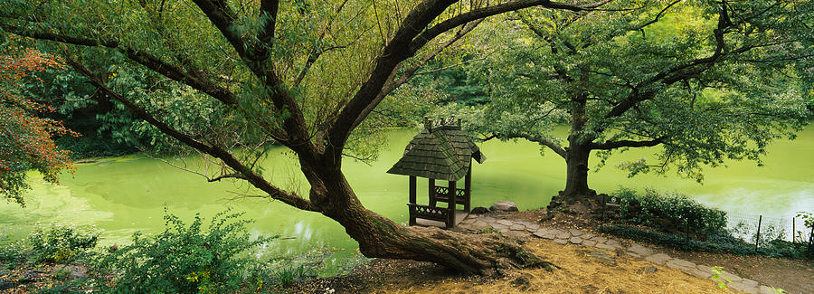 Trees Near A Pond, Central Park Photograph by Panoramic Images