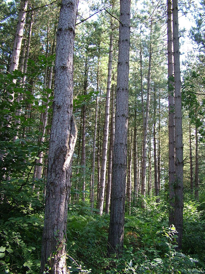 Trees of Ambion Photograph by Paul K Taylor - Fine Art America