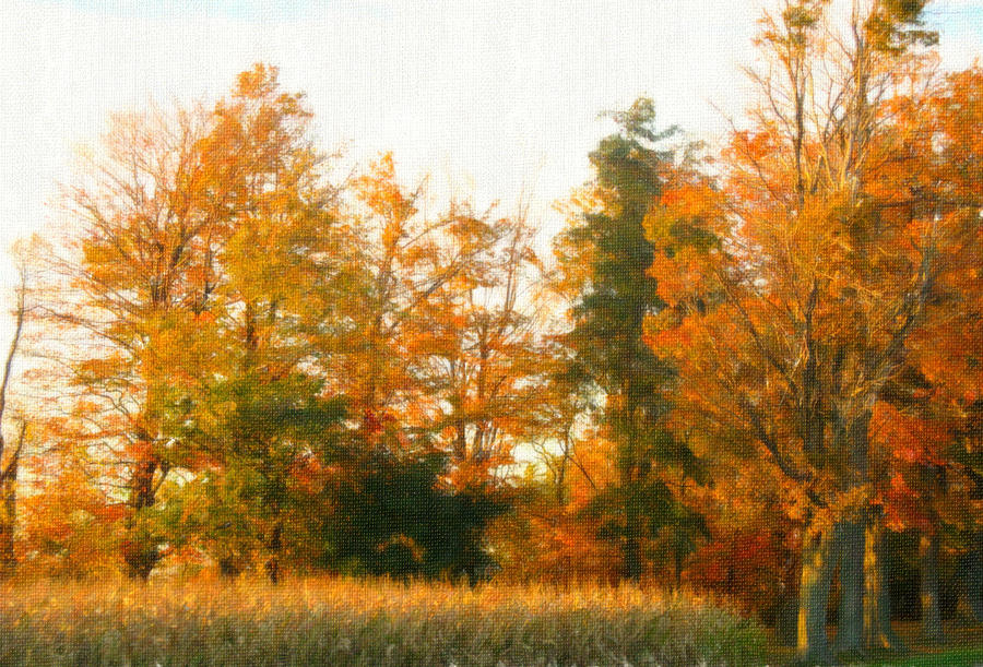 Tree Photograph - Trees of Fall - Digital Painting Effect by Rhonda Barrett