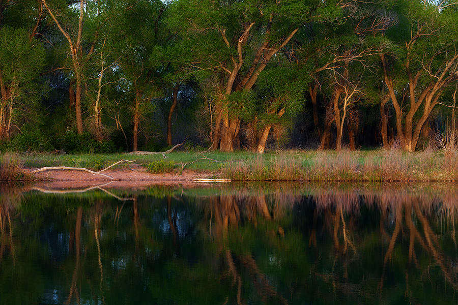 Trees Of The Lake Photograph