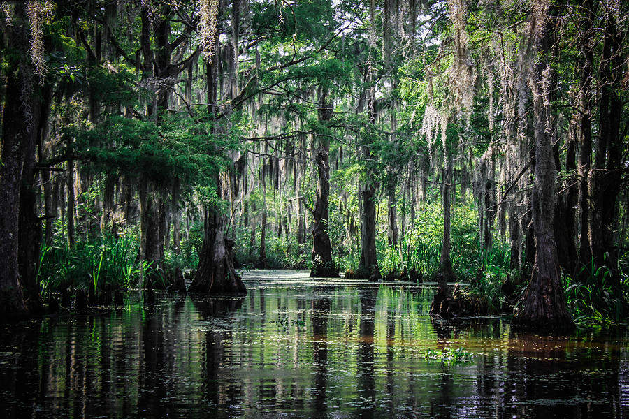 Trees of the Louisiana Swamp Photograph by Ben Nissen