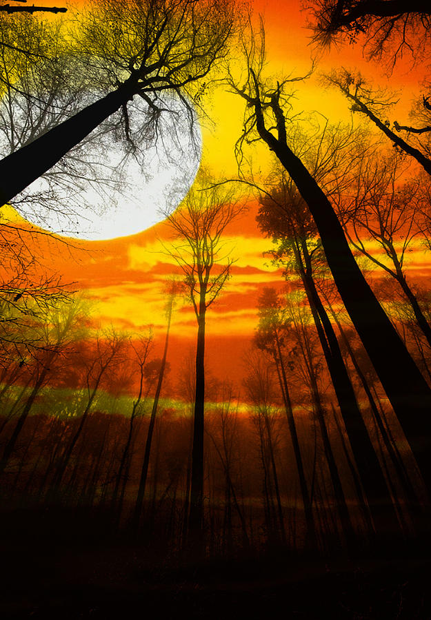 Trees Of The Sun Digital Art by John Rush - Fine Art America