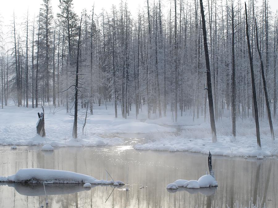 Yellowstone National Park Photograph - Trees Of Winter by Philip And Robbie Bracco