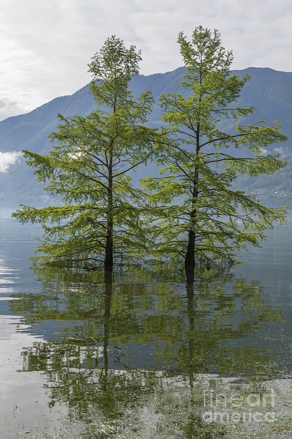 Tree Photograph - Trees on a flooding alpine lake by Mats Silvan
