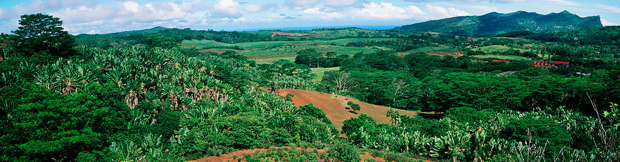 Nature Photograph - Trees On A Hill, Chamarel, Mauritius by Panoramic Images
