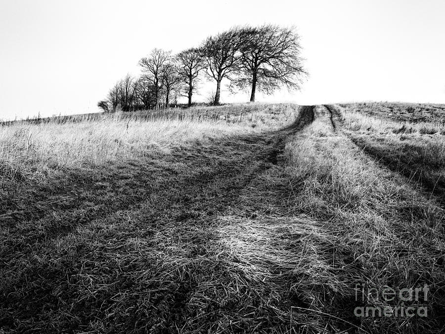 Black And White Photograph - Trees on a hill by John Farnan