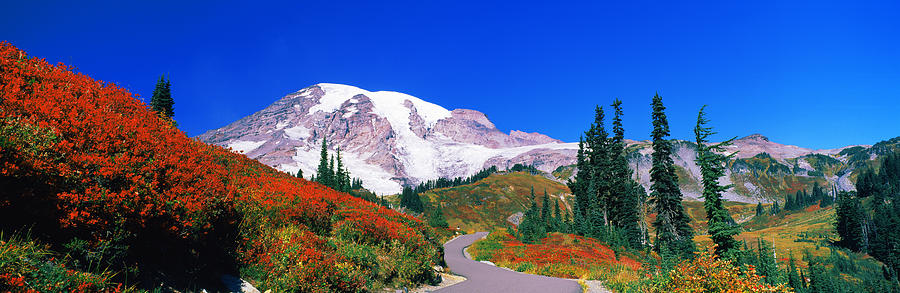 Mount Rainier National Park Photograph - Trees On A Hill, Mt Rainier, Mount by Panoramic Images