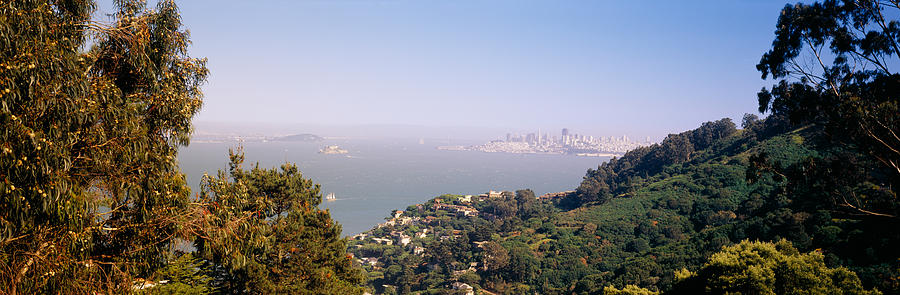 Trees On A Hill, Sausalito, San Photograph by Panoramic Images