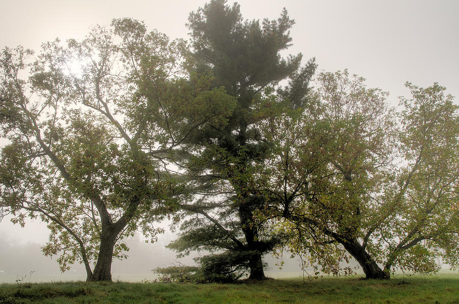 Trees on a misty morning.  Photograph by Rob Huntley