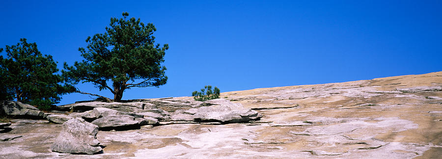 Atlanta Photograph - Trees On A Mountain, Stone Mountain by Panoramic Images