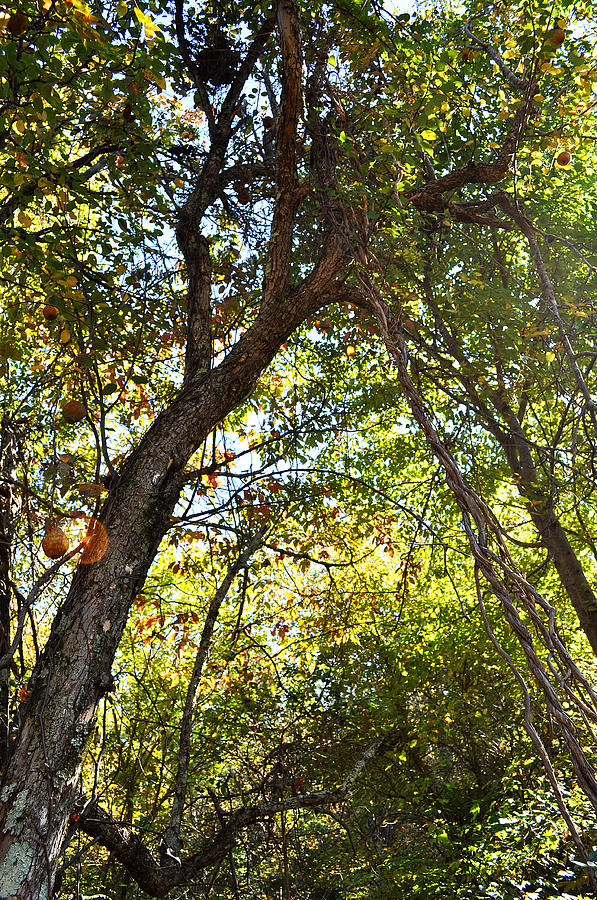 Trees on an Alabama Mountain Photograph by Verana Stark