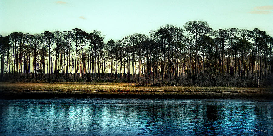 Trees on Intracoastal Photograph by Linda Olsen