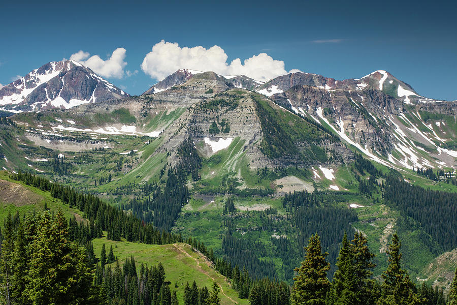 Trees On Mountain, Crested Butte Photograph by Panoramic Images