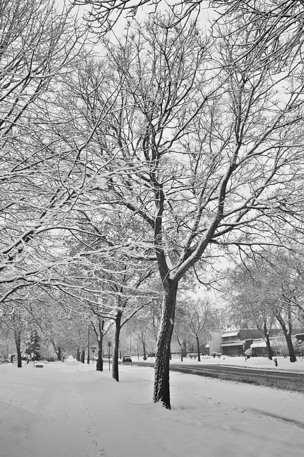 Trees on Park Photograph by Andrew Feit - Fine Art America