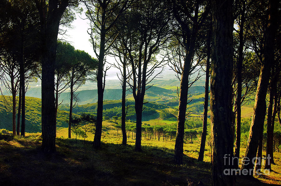 Trees on the Hills Photograph by Carlos Caetano