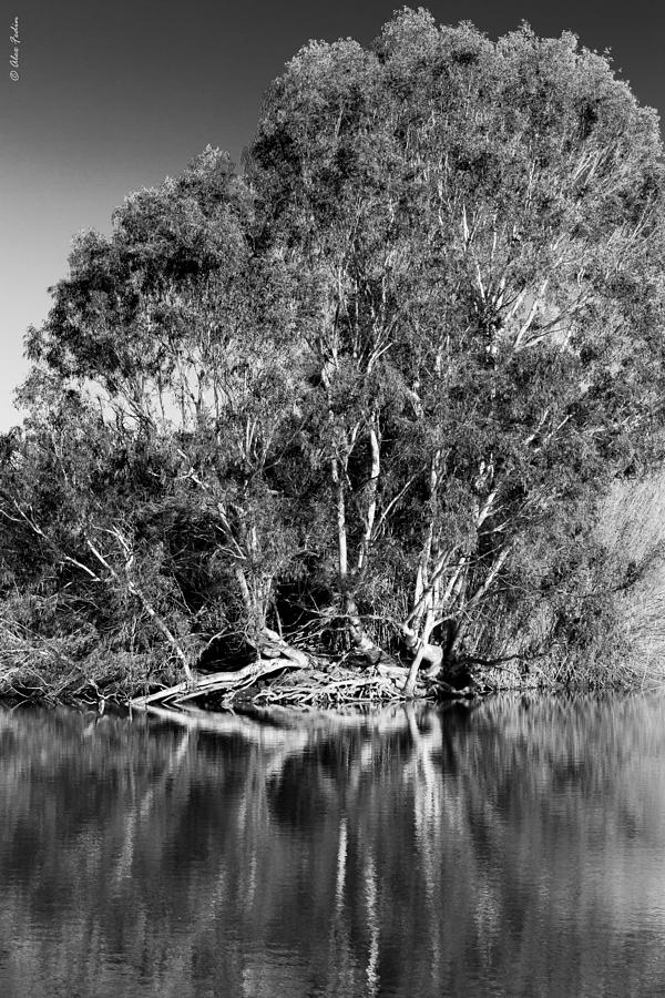 Trees on the lake beach Photograph by Alexander Fedin