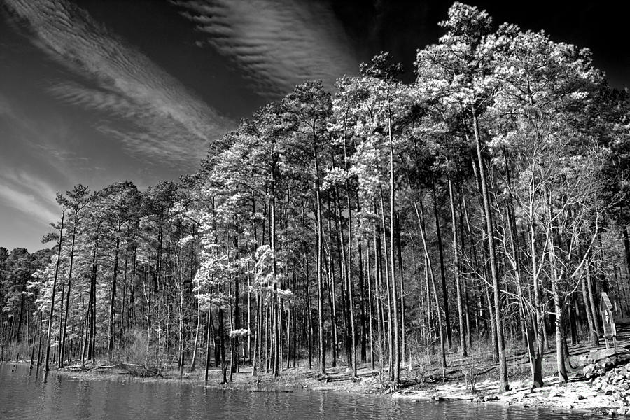 Nature Photograph - Trees On The Rivers Edge by Tom Gari Gallery-Three-Photography