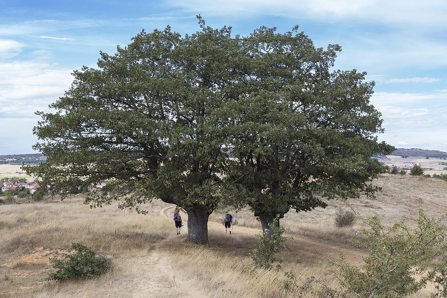 Trees on the St. James Way Photograph by Ivan Blanco Vilar - Fine Art ...