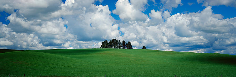 Nature Photograph - Trees On The Top Of A Hill, Palouse by Panoramic Images