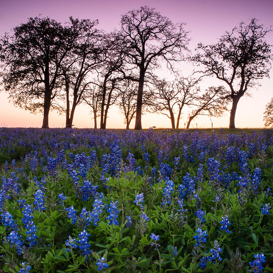 Trees on the top of bluebonnet hill - wildflower field in Lake Somerville Texas Photograph by Ellie Teramoto